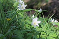 Der Frühling schreitet voran