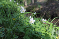 Der Frühling schreitet voran