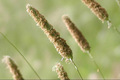 Hochsaison der Gräserpollen
