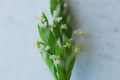 Hochsaison der Gräserpollen